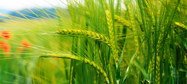 全國(guó)9億畝小麥將發(fā)生病蟲(chóng)害，全國(guó)農(nóng)技中心發(fā)布防控方案！